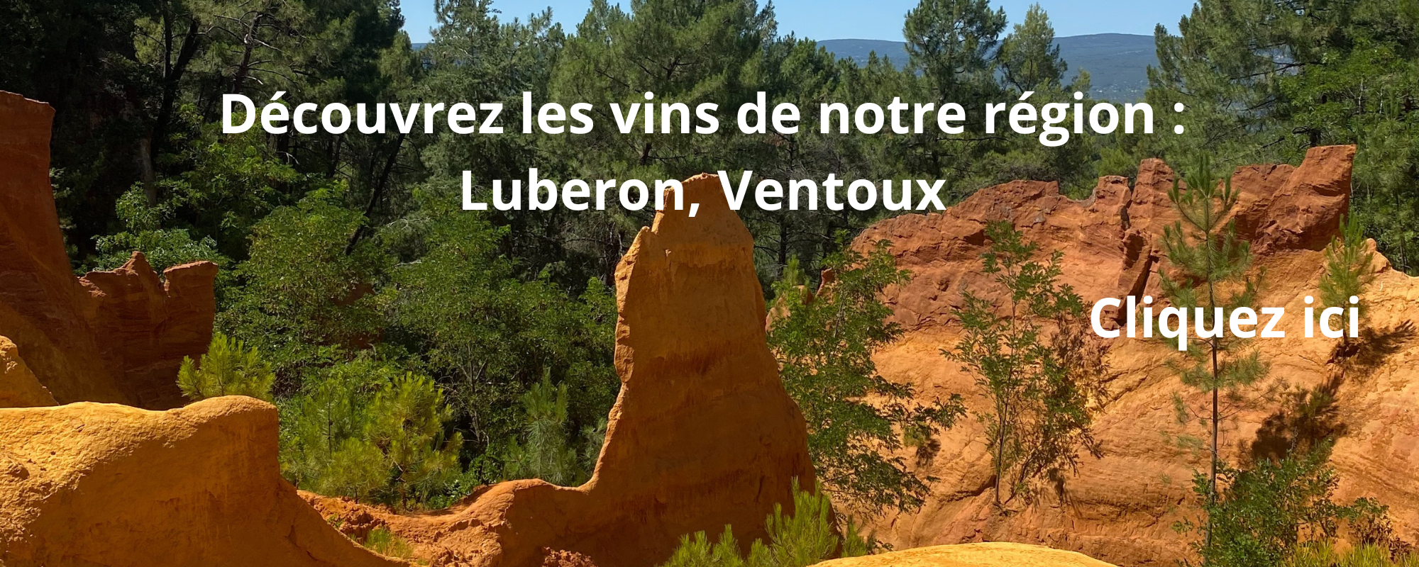 Découvrez les vins de notre région